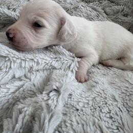 Piglet - Cream male Dachshund puppy in Vancouver, Washington from Cascade Minis