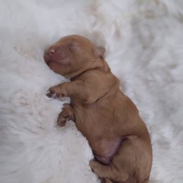 Lamborghini - Red male Aussiedoodle puppy in North Royalton, Ohio from Johnson's Doodles