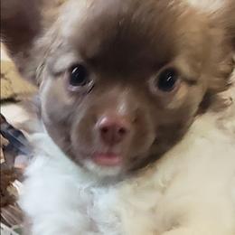 Tiny Tim - Chocolate and white male Chihuahua puppy in Nc, Florida from Brusseluv2