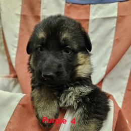 Girl 2 Purple - Black and tan female German Shepherd puppy in Rome, Georgia from Patriot Shepherds