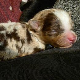 Boy 2 - Red merle male Australian Shepherd puppy in Churchill County Fallon, Nevada from Card Family Ranch