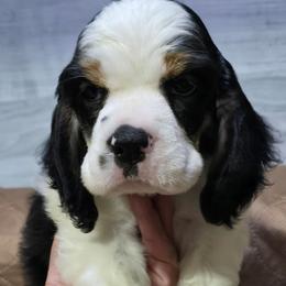 Major - Black white and tan male Cocker Spaniel puppy in Florence, South Carolina from Reddick's American Cocker Spaniels