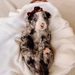 Miracle - Merle female Bernedoodle puppy in Cold Spring, Minnesota from A.N.A. Doodles