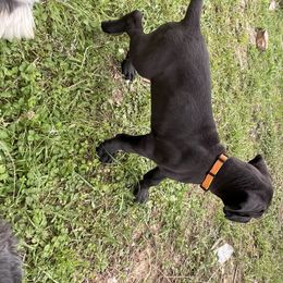 Great Dane and Miniature Schnauzer Puppies from River Valley Great Danes