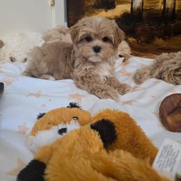 Jin - Apricot female Maltipoo puppy in Washington from Mt.BakerPoodles&Doodles