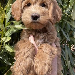 "Girl #2 Available " Goldendoodle Puppies from Desert Sage Doodles