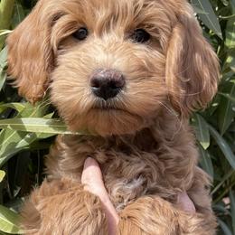 "Girl #2 Available " Goldendoodle Puppies from Desert Sage Doodles