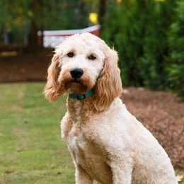 Mia - Goldendoodle