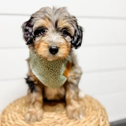 Ford - male Australian Mountain Doodle puppy in Sharpsburg, Georgia from Steindoodles