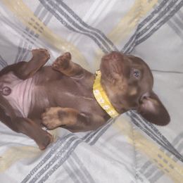 Dachshund Puppies from Yannies Dachsies