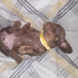 Dachshund Puppies from Yannies Dachsies