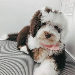 Bernedoodle Puppies from Natchez Trace Doodles