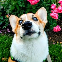 Cardigan Welsh Corgis and Pembroke Welsh Corgis from Fuzzbutt Farms LLC