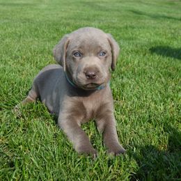 Dilute Retriever Puppies from Royalty Retrievers