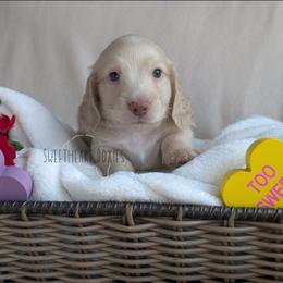 Thing 2 - Cream male Dachshund puppy in San Diego, California from Sweetheart Doxies LLC