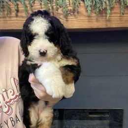 Mabel - Tri-color female Bernedoodle puppy in Winfield, Alabama from Rose Lane Doodles