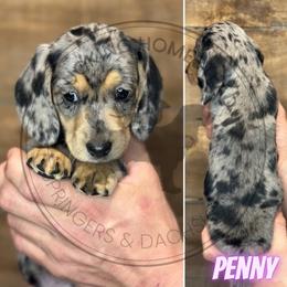 Penny - Dapple female Dachshund puppy in Fond Du Lac, Wisconsin from Clucking Homestead Springers & Dachshunds
