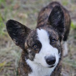 Luna - American Corgi