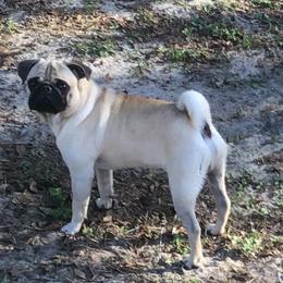 Spanky - Pug