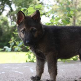 German Shepherd Puppies from Ridgeline Shepherds