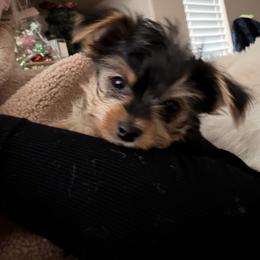Goose - Chocolate, tan and white male Yorkshire Terrier puppy in Sparks, Nevada from Barter Town Yorkies