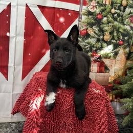 Blue black collar - Black female German Shepherd puppy in Inverness Highlands South, Florida from Von der Tetiaroa German Shepherd dogs