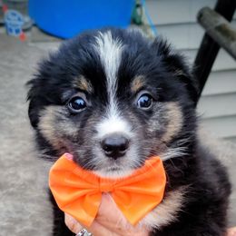 ORANGIA - Black tri female Miniature American Shepherd puppy in Rensselaerville, New York from Callen Kennels