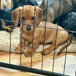 Shaded Red boy - Red male Dachshund puppy in Lubbock, Texas from It’s a Hot Mess