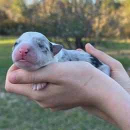White collar - White and blue merle female Border Collie puppy in Graceville, Florida from Fire N Arrows Border Collies