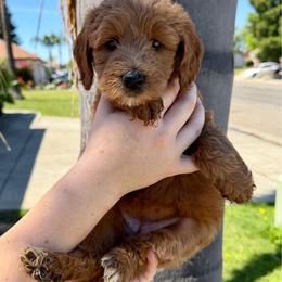 Green Collar - Red female Assorted Doodle Crosses puppy in Marysville, California from Dailey Doodles and Dachshunds
