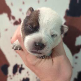 Hayes - Red speckled male Australian Cattle Dog puppy in Tulsa, Arkansas from Red Desert Australian Cattle Dogs
