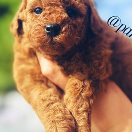 Cavalier King Charles Spaniels, Cavapoos, Goldendoodles, and Shihpoos from Parisian Puppies