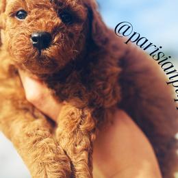 Cavalier King Charles Spaniels, Cavapoos, Goldendoodles, and Shihpoos from Parisian Puppies