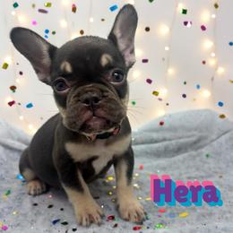Hera - Tricolors female French Bulldog puppy in Amarillo, Texas from Bomb City Bulldogs