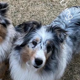 Shetland Sheepdogs from Heaven’s Shelties