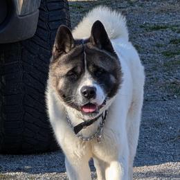 Isuma - White male Akita puppy in South Carolina from Sierra Mountain Akitas