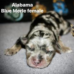 Alabama - Blue merle female Australian Shepherd puppy in El Dorado Springs, Missouri from HP Aussie Kennels