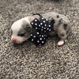 Boy 2 - Black and tan male Corgipoo puppy in Junction, Utah from Sugar Doodles