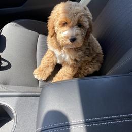 Aussiedoodle and Goldendoodle Puppies from Garside Doodles