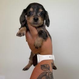 Jesse - Dapple female Dachshund puppy in Mc Alester, Ok, Oklahoma from New Hope Miniature Dachshunds