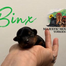 Binx - Black and gold male Yorkshire Terrier puppy in Baker, West Virginia from Majestic Mountain Yorkies