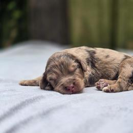 Hitch - Merle male Goldendoodle puppy in Centreville, Mississippi from Trin's Designer Doodles