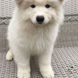 Samoyed Puppies from Chatanika Samoyeds