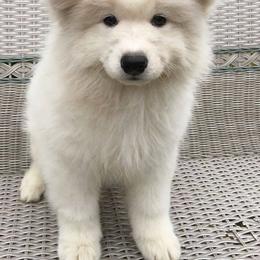 Samoyed Puppies from Chatanika Samoyeds