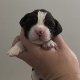 English Springer Spaniel Puppies from Divine Springers