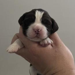 English Springer Spaniel Puppies from Divine Springers