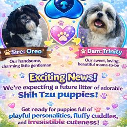 Shih Tzu puppies from 2 Sons & 4 Paws Puppies