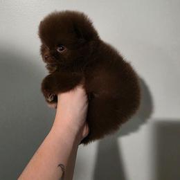 Delta - Chocolate male Pomeranian puppy in Wildersville, Tennessee from RoyalRarity's Poms & Enrichment