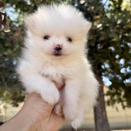 Tofu - Cream male Pomeranian puppy in Santa Clarita, California from Hollywood Mini Pets