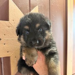 Boy 1    2,500 dollars - Black and tan male German Shepherd puppy in Hollis Center, Maine from Noble German Shepherds of Maine